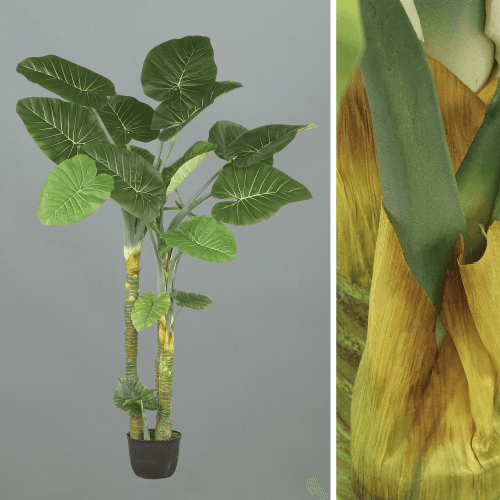 X Colocasia Esculenta, 2.4 m