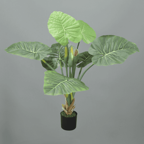 X Colocasia Esculenta, 1.25 m