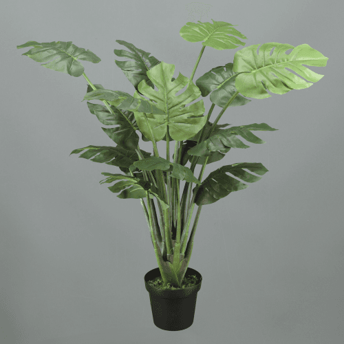 X Monstera Adansonii, 1.2 m