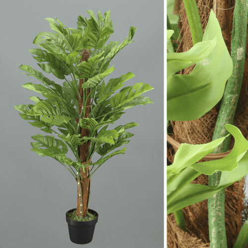 X Monstera Adansonii, 1.15 m