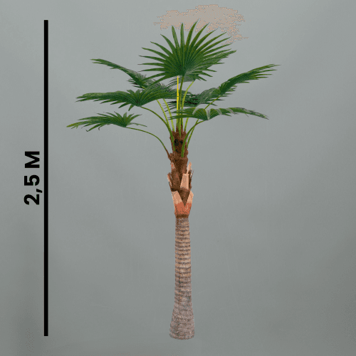 X Palmera Livi Stona, 2.8 m