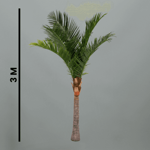 X Palmera Coco Palm Tree, 2.8 m
