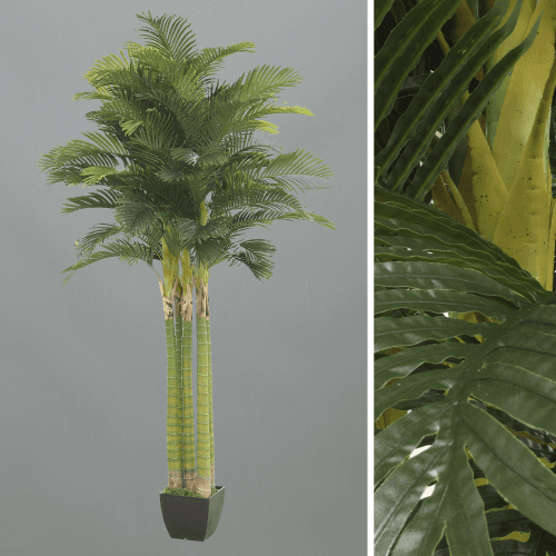 X Areca Palm Tree, 2.95 m