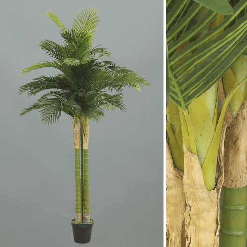 X Areca Palm Tree, 2.45 m