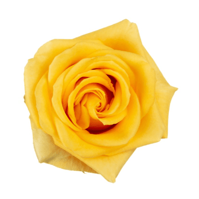 Bouquet de 25 roses jaunes Bumblebee (Rosa hybrida), Fleur fraîche de 50-70 cm de long, 25 tiges