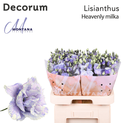 Lisianthus Teñido Doble Heavenly Milka
