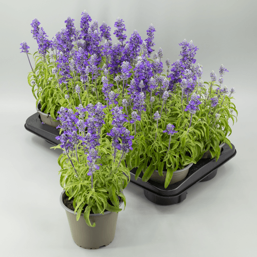Salvia Farinácea Azul, Planta de 35 cm de alto, pack de 8 uds