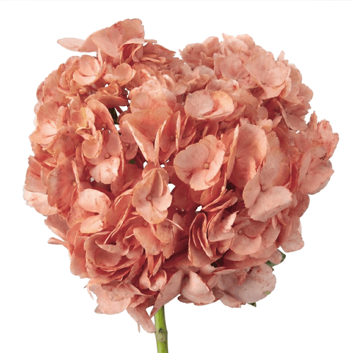 Hydrangea Pintado Coral Premium