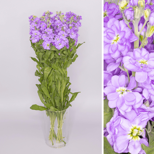· Alheli Figaro Lavender, Lavanda