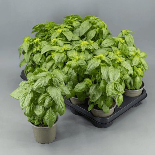 Albahaca (Ocimum) Pesto, Verde Claro