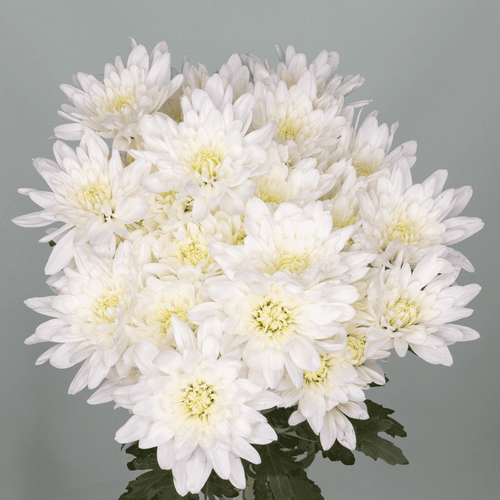 Bouquet de 20 chrysanthèmes blancs Baltica (Chrysanthemum), Fleur fraîche de 70 cm de long, 20 tiges