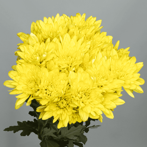 Bouquet de 20 chrysanthèmes jaunes Baltica, Fleur fraîche de 70 cm de long, 20 tiges