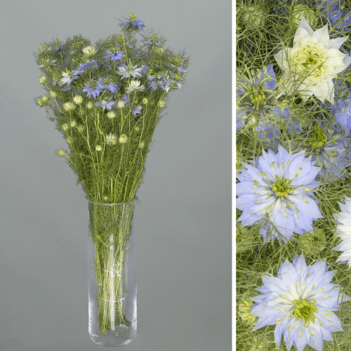 Ramo de 10 Nigellas Azules Miss Jekyll (Arañuela), Flor fresca de 50 cm de largo, 10 tallos