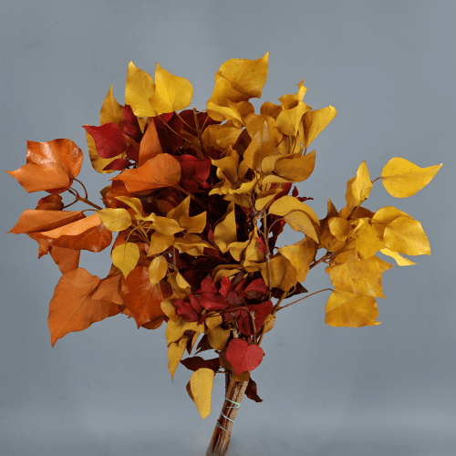 Hera arbórea preservada outonal, Flor preservada de 30-50 cm de comprimento