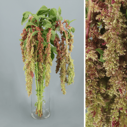 Amaranthus Magic Spider