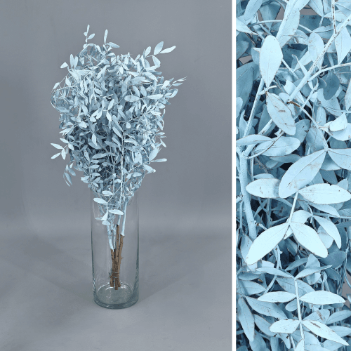 Pistacia lentiscus (lentisco) preservado azul-claro 30-50 cm, Flor preservada de 30-50 cm de comprimento
