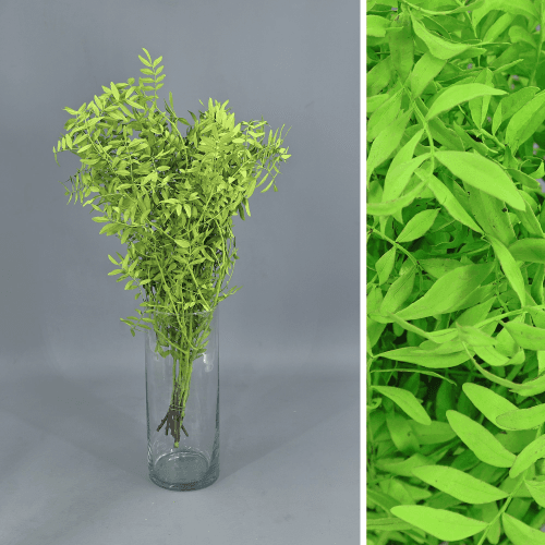 Pistacia lentiscus (lentisco) preservado verde claro 30-50 cm