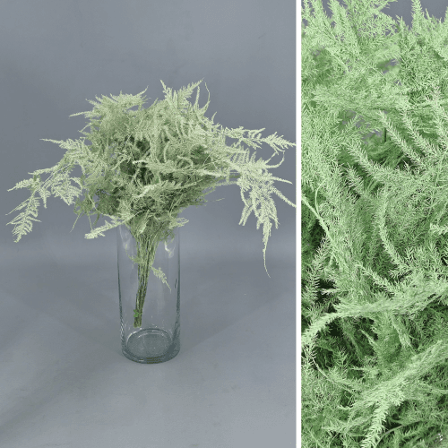 Asparagus preservado (helecho espárrago) verde mint 40-50 cm