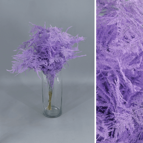 Asparagus preservado lavanda 40-50 cm