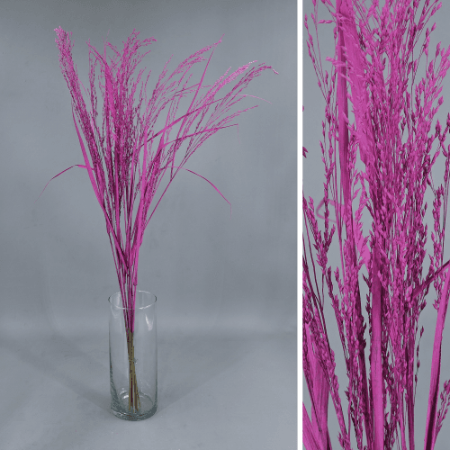 Panicum preservado fúcsia 50-70 cm, Flor preservada de 50-70 cm de comprimento