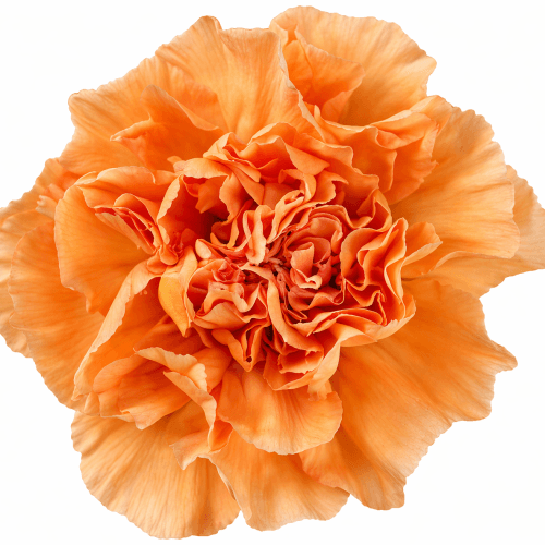 Clavell taronja clar Peach Goldy, Flor fresca de 50 cm de llarg, ram de 25 tiges