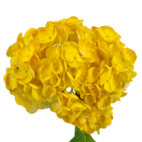 Hydrangea Pintado Dark Yellow Select