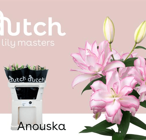Lilium Oriental Roselily Anouska 4