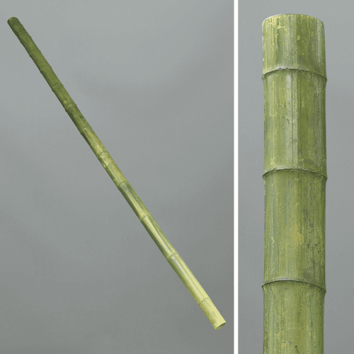 Bambou séché vert, Fleur séchée de 230 cm de long, lot de 3 tiges