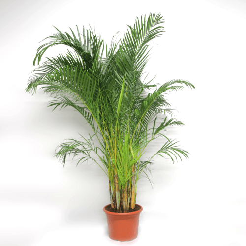 Areca Dypsis, Verde