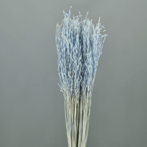 Oriza seca blau clar