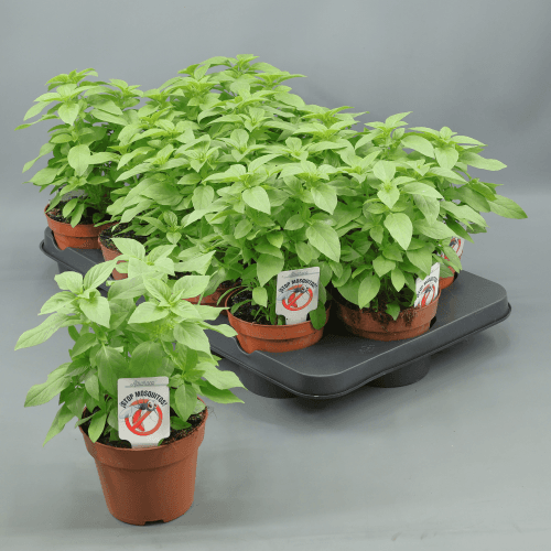 Albahaca (Ocimum) Mosquito, Verde Claro