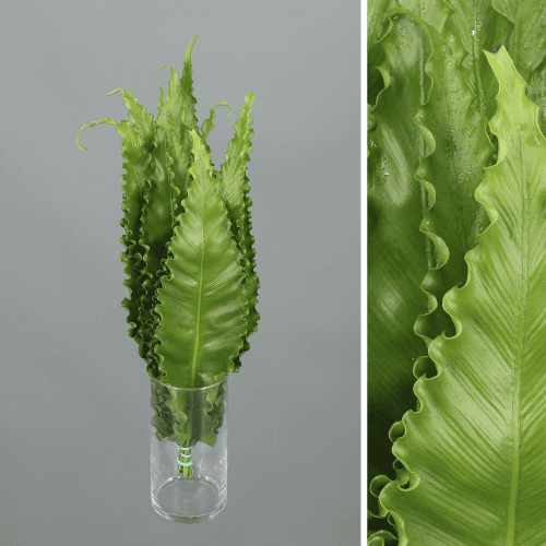 Pack de 30 helechos Asplenium Naniwa (nido de pájaro) 50 cm