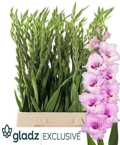 Gladíolo Rosa, Flor fresca de 110 cm de comprimento, ramo de 10 hastes