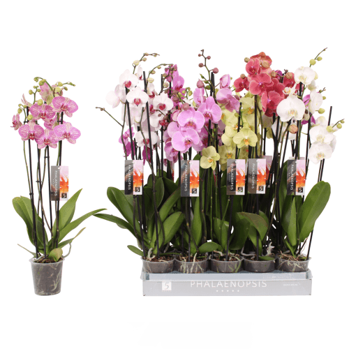 Orquídea Phalaenopsis Mix 7 Colores (Lote), Planta de 70 cm de alto, pack de 12 uds