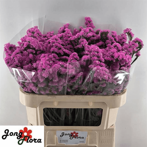 Ramo de 25 statice rosa Musical Wings (perpétua), Flor fresca de 70 cm de comprimento, 25 hastes