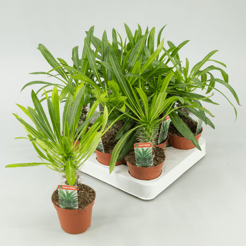 Pachypodium (Palma de Madagascar)