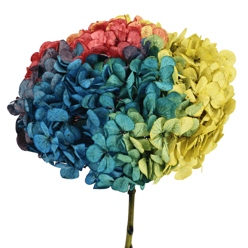 Hortensia préservée multicolore, Fleur stabilisée de 20 cm de long
