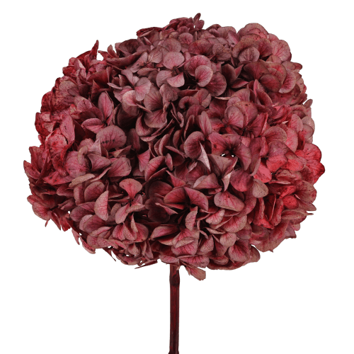 Hortensia préservée rose antique, Fleur stabilisée de 20 cm de long