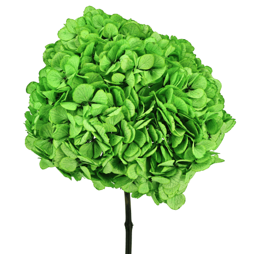 Hortensia préservée vert pistache, Fleur stabilisée de 20-25 cm de long