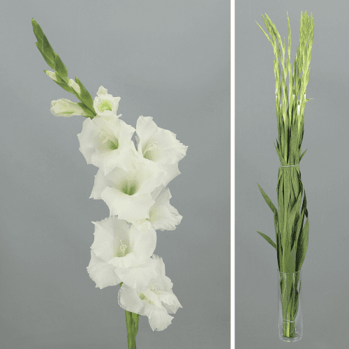 Gladiolo Blanco Extra, Blanco, 1 tallos, 110cm