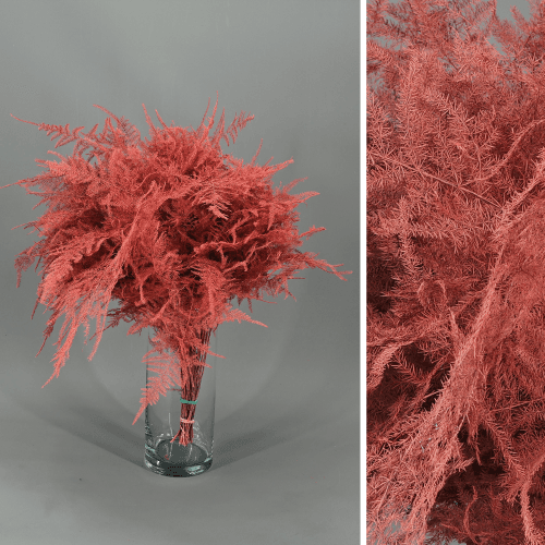 Asparagus plumosus preservat coral 40-50 cm