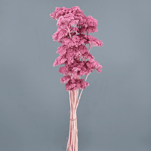 Achillea Rosa, Rosa