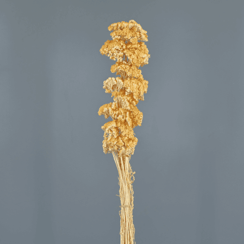 Milenrama seca crema, Flor seca de 60-70 cm de largo