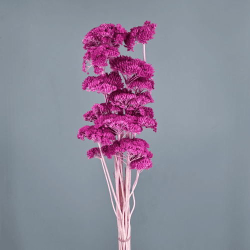 Achillea Lavanda, Lavanda