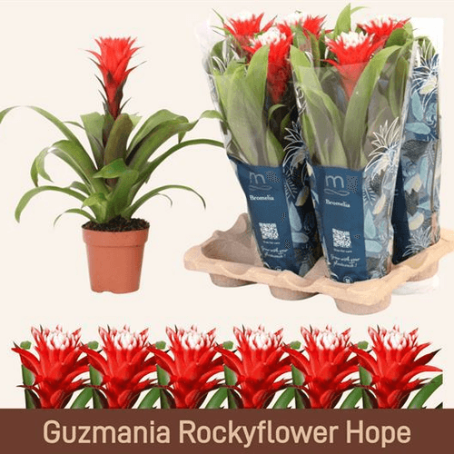 Guzmania Hope, Planta de 45 cm de alto