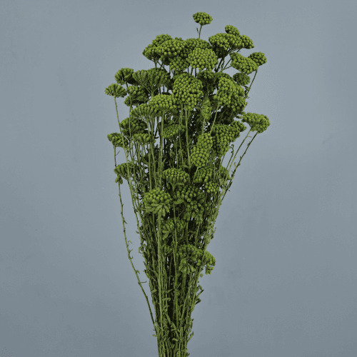 Achillea Silvestre, Verde Oscuro