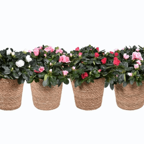 Azalea Hellmut Vogel 4T (In Mand), Mixto