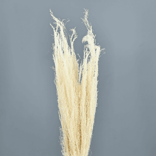 Agrostis Seco Branco 40 cm