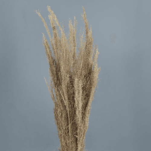 Agrostis Séché Naturel 40 cm