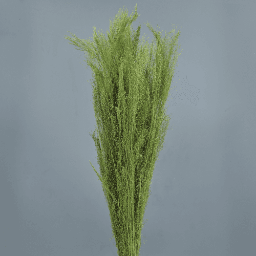Agrostis Seco Verde